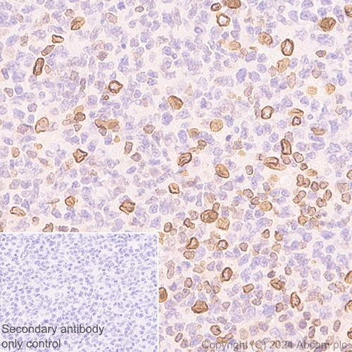 Immunohistochemistry (Formalin/PFA-fixed paraffin-embedded sections) - Anti-TOR1AIP1 antibody [EPR29003-34] (ab317701), expandable thumbnail