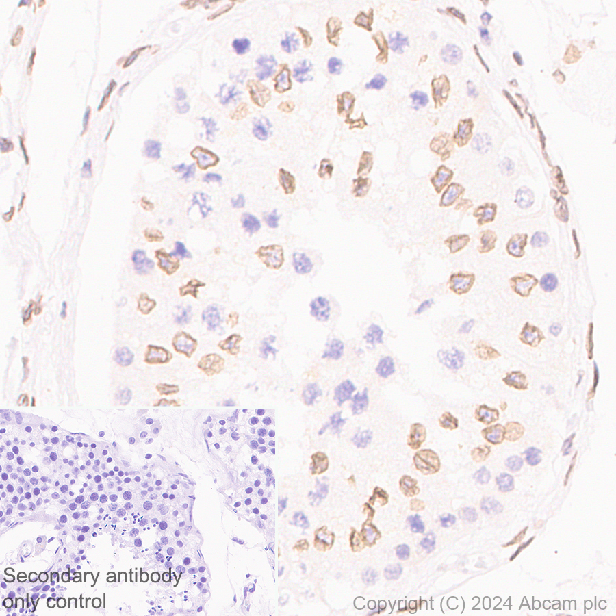 Immunohistochemistry (Formalin/PFA-fixed paraffin-embedded sections) - Anti-TOR1AIP1 antibody [EPR29003-34] (ab317701), expandable thumbnail