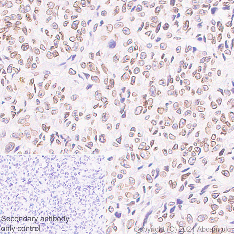 Immunohistochemistry (Formalin/PFA-fixed paraffin-embedded sections) - Anti-TOR1AIP1 antibody [EPR29003-34] (AB317701), expandable thumbnail