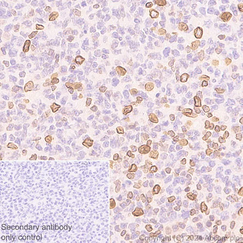 Immunohistochemistry (Formalin/PFA-fixed paraffin-embedded sections) - Anti-TOR1AIP1 antibody [EPR29003-34] - BSA and Azide free (AB317702)