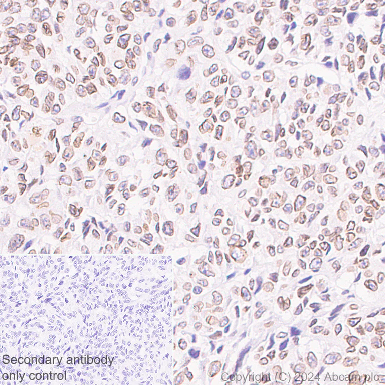 Immunohistochemistry (Formalin/PFA-fixed paraffin-embedded sections) - Anti-TOR1AIP1 antibody [EPR29003-34] - BSA and Azide free (AB317702)