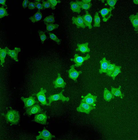 Immunocytochemistry/ Immunofluorescence - Anti-TOR1AIP1 antibody [RL13] (AB2737)
