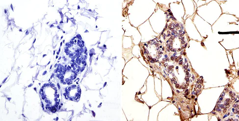 Immunohistochemistry (Formalin/PFA-fixed paraffin-embedded sections) - Anti-TOR1AIP1 antibody [RL13] (AB2737)