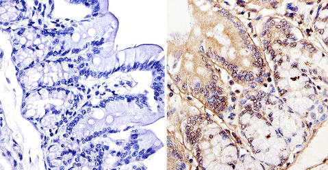 Immunohistochemistry (Formalin/PFA-fixed paraffin-embedded sections) - Anti-TOR1AIP1 antibody [RL13] (AB2737)