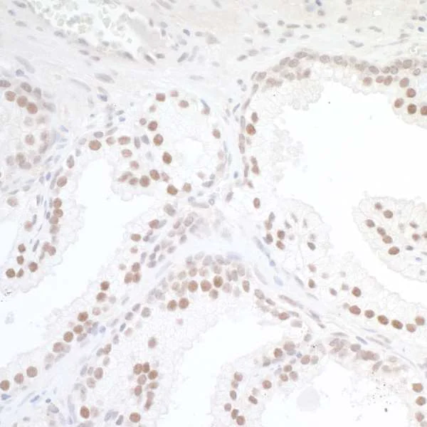 Immunohistochemistry (Formalin/PFA-fixed paraffin-embedded sections) - Anti-TORC1 antibody (AB264144)