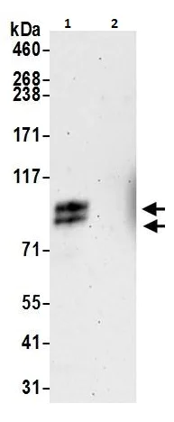 Immunoprecipitation - Anti-TORC1 antibody (AB264144)