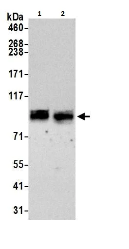 Western blot - Anti-TORC1 antibody (AB264144)