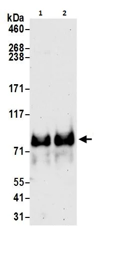 Western blot - Anti-TORC1 antibody (AB264144)