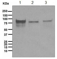 Western blot - Anti-TORC1 antibody [EPR3381(2)] - BSA and Azide free (AB247919), expandable thumbnail