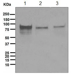 Western blot - Anti-TORC1 antibody [EPR3381(2)] - BSA and Azide free (AB247919)