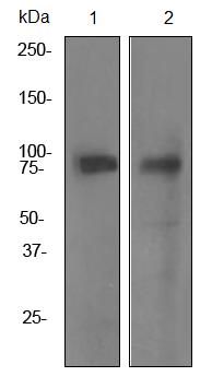 Western blot - Anti-TORC1 antibody [EPR3382] (AB92477), expandable thumbnail