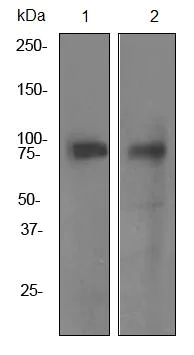 Western blot - Anti-TORC1 antibody [EPR3382] - BSA and Azide free (AB247563)