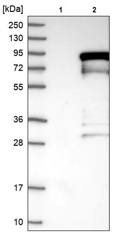 Western blot - Anti-TORC2 antibody (AB244418)