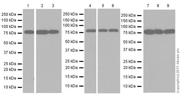 Western blot - Anti-TORC2 antibody [EPR20219] - BSA and Azide free (AB240282)