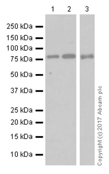Western blot - Anti-TORC2 antibody [EPR20219] - BSA and Azide free (AB240282)