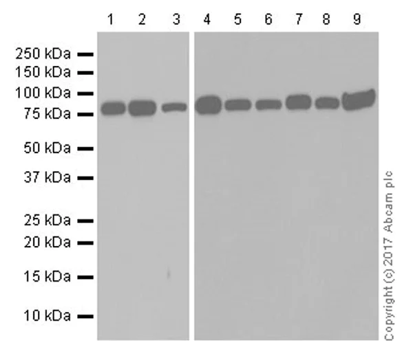 Western blot - Anti-TORC2 antibody [EPR20219] - BSA and Azide free (AB240282)