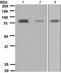 Western blot - Anti-TORC2 antibody [EPR3384(2)] (AB109081)