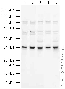 Western blot - Anti-Torsin A/DYT1 antibody (AB34540)