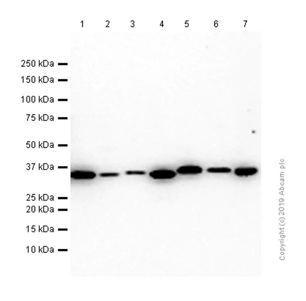 Western blot - Anti-Torsin A/DYT1 antibody [EP2569Y] - BSA and Azide free (AB247447)
