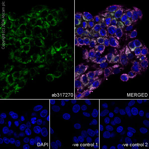 Immunocytochemistry/ Immunofluorescence - Anti-Total OXPHOS Antibody Cocktail antibody [RM1134] (AB317270)