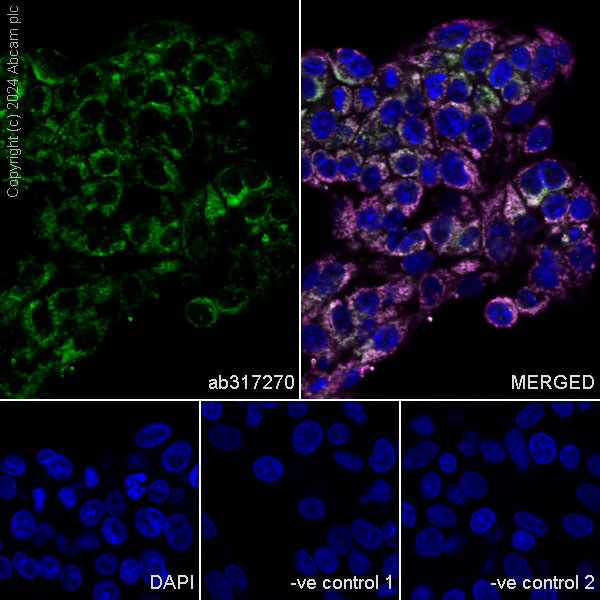 Immunocytochemistry/ Immunofluorescence - Anti-Total OXPHOS Antibody Cocktail antibody [RM1134] - BSA and Azide free (AB317271), expandable thumbnail