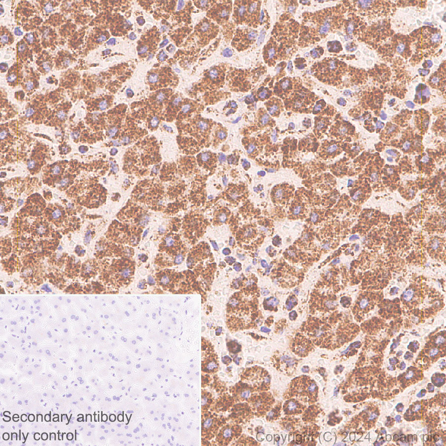 Immunohistochemistry (Formalin/PFA-fixed paraffin-embedded sections) - Anti-Total OXPHOS Antibody Cocktail antibody [RM1134] - BSA and Azide free (ab317271), expandable thumbnail