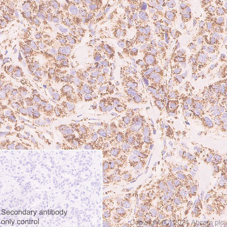 Immunohistochemistry (Formalin/PFA-fixed paraffin-embedded sections) - Anti-Total OXPHOS Antibody Cocktail antibody [RM1134] - BSA and Azide free (AB317271)