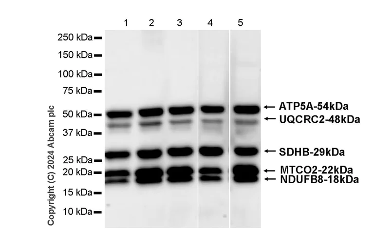 Western blot - Anti-Total OXPHOS Antibody Cocktail antibody [RM1134] - BSA and Azide free (AB317271)