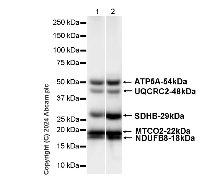 Western blot - Anti-Total OXPHOS Antibody Cocktail antibody [RM1134] - BSA and Azide free (AB317271)