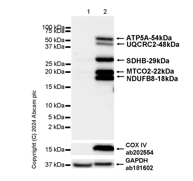 Western blot - Anti-Total OXPHOS Antibody Cocktail antibody [RM1134] - BSA and Azide free (AB317271)