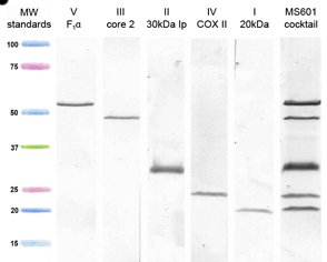 Western blot - Total OXPHOS Human WB Antibody Cocktail (AB110411), expandable thumbnail