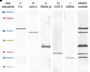 Western blot - Total OXPHOS Human WB Antibody Cocktail (AB110411)
