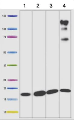 Western blot - Total OXPHOS Rodent WB Antibody Cocktail (AB110413)