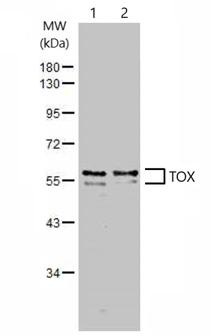 Anti-TOX antibody (ab155768) | Abcam