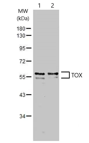 Western blot - Anti-TOX antibody (AB155768)