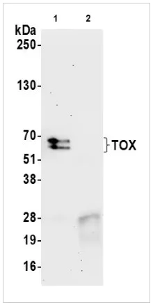 Immunoprecipitation - Anti-TOX antibody [BLR212K] - BSA free (AB314043)