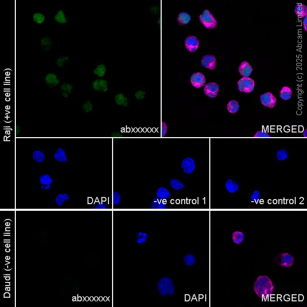Immunocytochemistry/ Immunofluorescence - Anti-TOX antibody [EPR28108-10] - BSA and Azide free (AB324784)