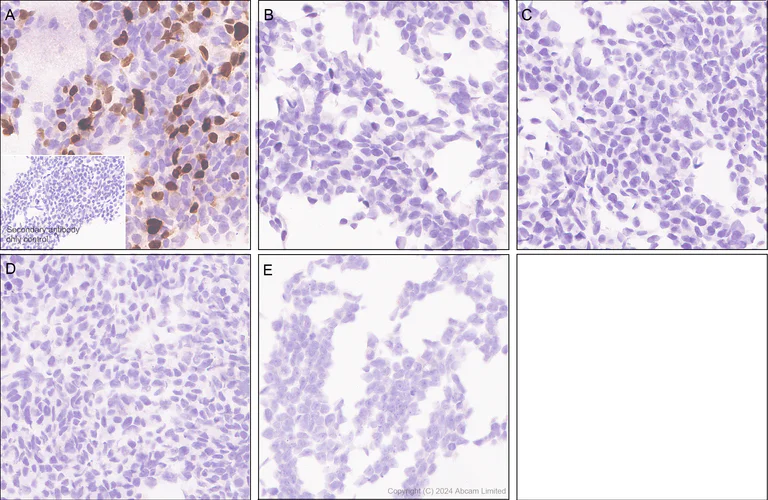 Immunohistochemistry (Formalin/PFA-fixed paraffin-embedded sections) - Anti-TOX antibody [EPR28108-10] - BSA and Azide free (AB324784)