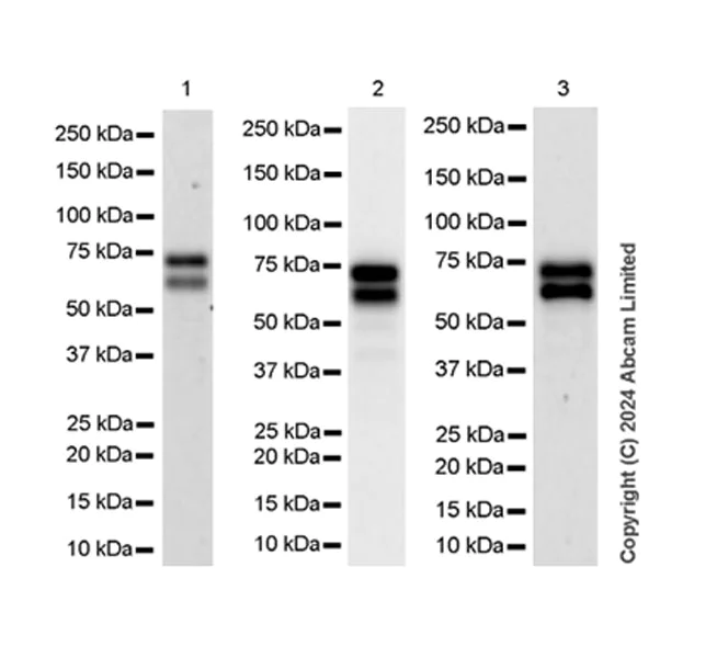 Western blot - Anti-TOX antibody [EPR28108-10] - BSA and Azide free (AB324784)