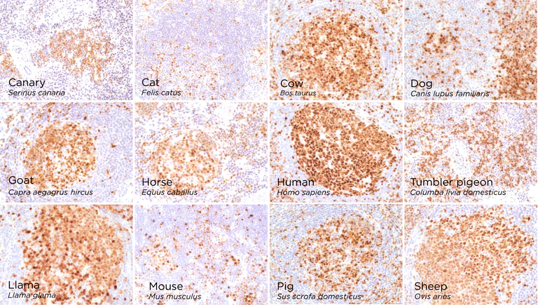 Immunohistochemistry (Formalin/PFA-fixed paraffin-embedded sections) - Anti-TOX antibody [NAN448B] (AB237009)