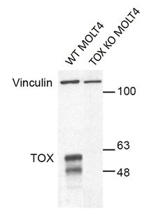 Western blot - Anti-TOX antibody [NAN448B] (AB237009)