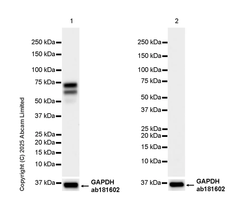 Western blot - Anti-TOX antibody [NAN448B] (AB237009)