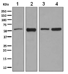 Western blot - Anti-TOX3 antibody [EPR6173(2)(B)] - BSA and Azide free (AB248997), expandable thumbnail