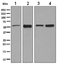 Western blot - Anti-TOX3 antibody [EPR6173(2)(B)] - BSA and Azide free (AB248997)