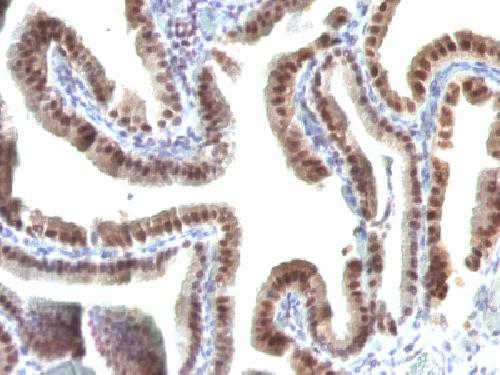 Immunohistochemistry (Formalin/PFA-fixed paraffin-embedded sections) - Anti-TOX3 antibody [TOX3/1123] - BSA and Azide free (AB212414)