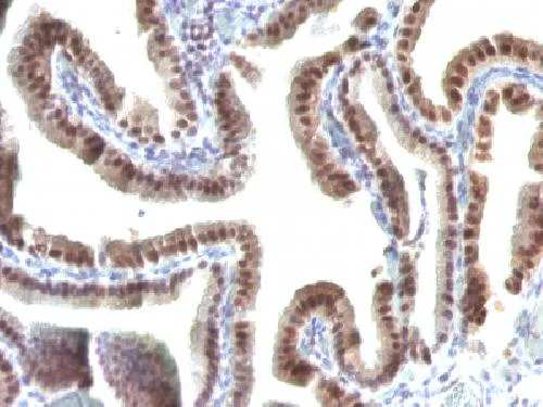 Immunohistochemistry (Formalin/PFA-fixed paraffin-embedded sections) - Anti-TOX3 antibody [TOX3/1123] - BSA and Azide free (AB212414)