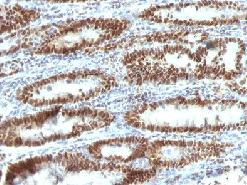 Immunohistochemistry (Formalin/PFA-fixed paraffin-embedded sections) - Anti-TOX3 antibody [TOX3/1123] - BSA and Azide free (AB212414)