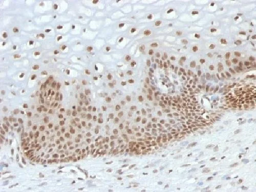 Immunohistochemistry (Formalin/PFA-fixed paraffin-embedded sections) - Anti-TOX3 antibody [TOX3/1123] - BSA and Azide free (AB212414)