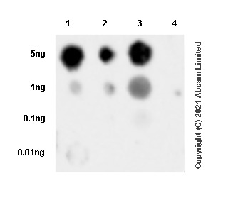 Dot Blot - Anti-TP53 (phospho S376+S377+S392) antibody [RM1161] (AB322465), expandable thumbnail