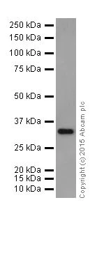 Western blot - Anti-TP53INP1 antibody [EPR17974] (AB202026)